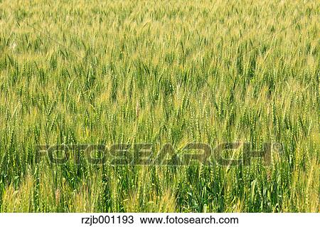 Wheat field View Large Photo Image Stock Image - Wheat field. Fotosearch