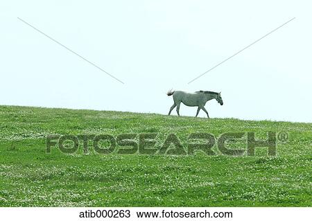 White horse and grassland View Large Photo Image Stock Image - White horse and grassland. Fotosearch