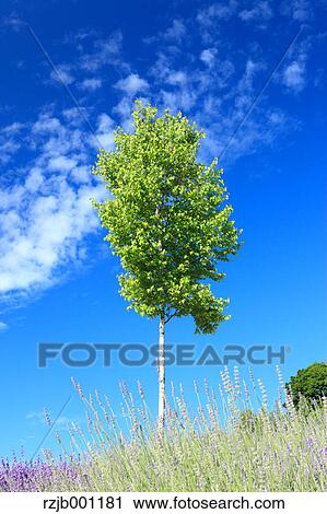 With birch tree and blue sky with clouds View Large Photo Image Stock Image - With birch tree and blue sky with clouds. Fotosearch