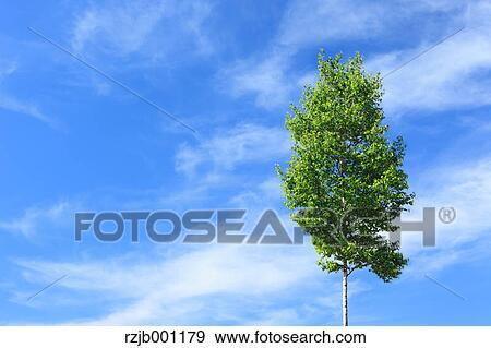 With birch tree and blue sky with clouds View Large Photo Image Stock Photo - With birch tree and blue sky with clouds. Fotosearch