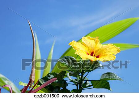 Stock Image - Yellow hibiscus flower. Fotosearch