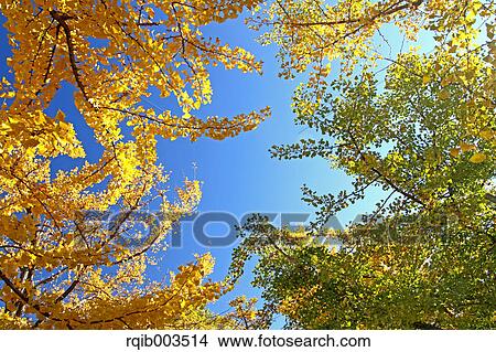 Picture - Yellow leaves and blue sky. Fotosearch