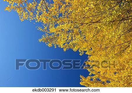 Yellow leaves and blue sky View Large Photo Image Stock Image - Yellow leaves and blue sky. Fotosearch