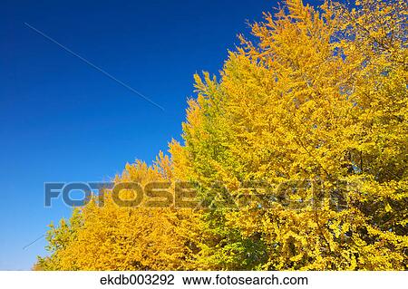 Yellow leaves and blue sky View Large Photo Image Stock Image - Yellow leaves and blue sky. Fotosearch