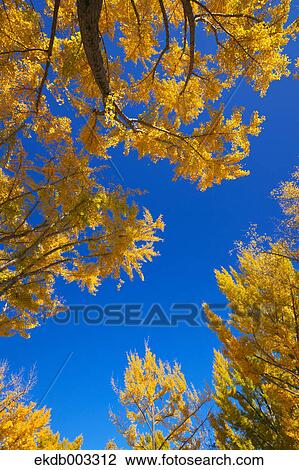 Yellow leaves and blue sky View Large Photo Image Stock Image - Yellow leaves and blue sky. Fotosearch