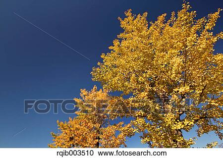 Stock Image - Yellow leaves and blue sky. Fotosearch