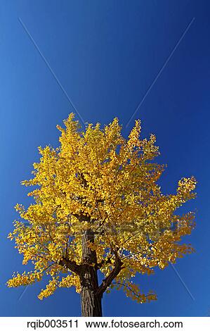 Yellow leaves and blue sky View Large Photo Image Stock Image - Yellow leaves and blue sky. Fotosearch