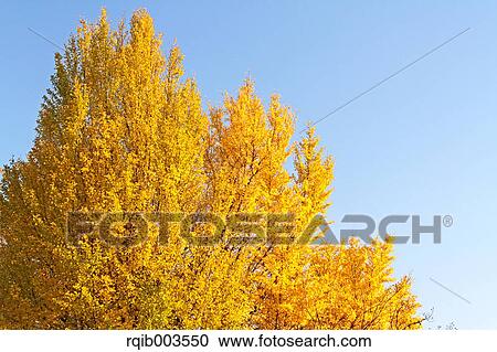 Stock Image - Yellow leaves and blue sky. Fotosearch