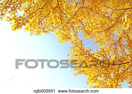 Yellow leaves and blue sky View Large Photo Image Stock Image - Yellow leaves and blue sky. Fotosearch