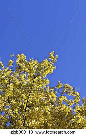 Stock Image - Yellow leaves and blue sky. Fotosearch