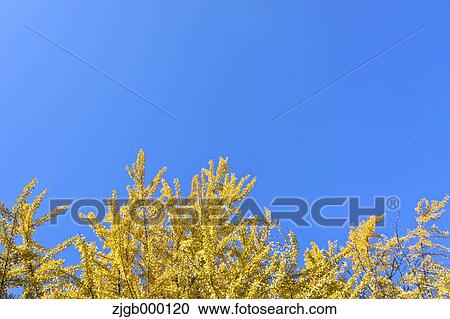 Yellow leaves and blue sky View Large Photo Image Stock Image - Yellow leaves and blue sky. Fotosearch