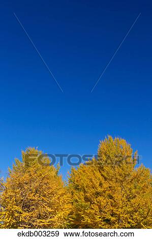 Yellow leaves and blue sky View Large Photo Image Stock Photo - Yellow leaves and blue sky. Fotosearch