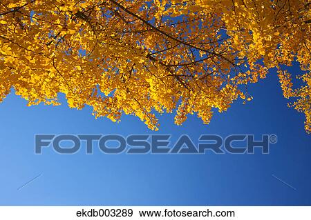 Yellow leaves and blue sky View Large Photo Image Stock Photo - Yellow leaves and blue sky. Fotosearch
