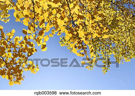 Yellow leaves and blue sky View Large Photo Image Stock Photo - Yellow leaves and blue sky. Fotosearch