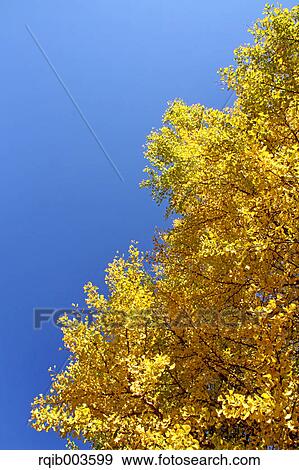 Stock Photo - Yellow leaves and blue sky. Fotosearch