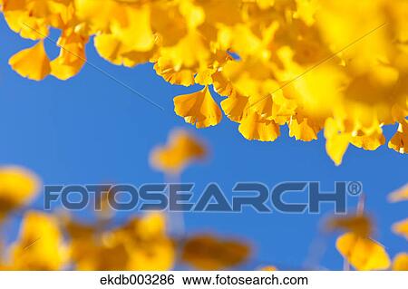 Yellow leaves and blue sky View Large Photo Image Stock Photograph - Yellow leaves and blue sky. Fotosearch