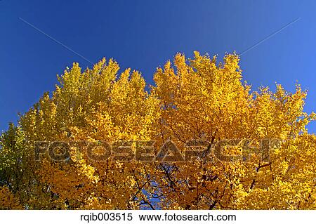 Yellow leaves and blue sky View Large Photo Image Stock Photography - Yellow leaves and blue sky. Fotosearch