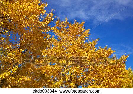 Yellow leaves and blue sky with clouds View Large Photo Image Picture - Yellow leaves and blue sky with clouds. Fotosearch