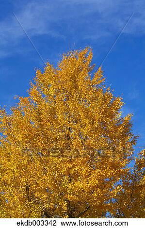Yellow leaves and blue sky with clouds View Large Photo Image Stock Image - Yellow leaves and blue sky with clouds. Fotosearch