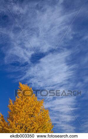 Yellow leaves and blue sky with clouds View Large Photo Image Stock Image - Yellow leaves and blue sky with clouds. Fotosearch