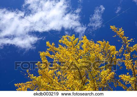 Yellow leaves and blue sky with clouds View Large Photo Image Stock Photo - Yellow leaves and blue sky with clouds. Fotosearch