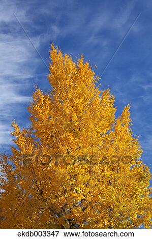Yellow leaves and blue sky with clouds View Large Photo Image Stock Photo - Yellow leaves and blue sky with clouds. Fotosearch