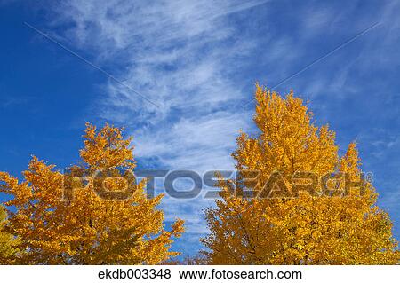 Yellow leaves and blue sky with clouds View Large Photo Image Stock Photo - Yellow leaves and blue sky with clouds. Fotosearch