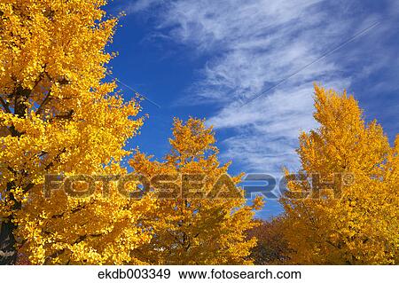 Yellow leaves and blue sky with clouds View Large Photo Image Stock Photo - Yellow leaves and blue sky with clouds. Fotosearch
