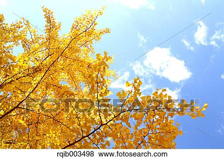 Stock Photo - Yellow leaves and blue sky with clouds. Fotosearch