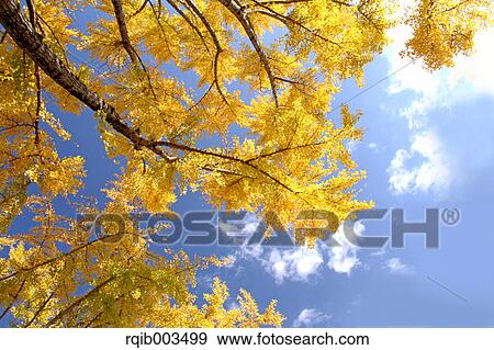 Yellow leaves and blue sky with clouds View Large Photo Image Stock Photo - Yellow leaves and blue sky with clouds. Fotosearch