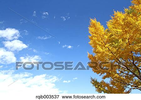 Stock Photo - Yellow leaves and blue sky with clouds. Fotosearch