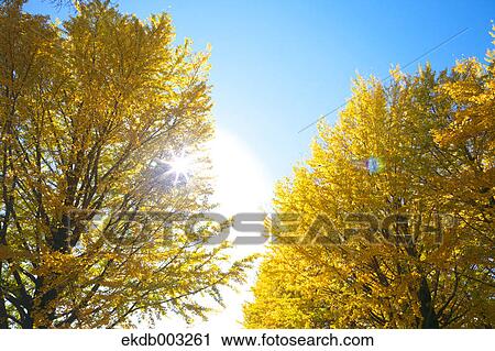 Yellow leaves and sunlight View Large Photo Image Stock Image - Yellow leaves and sunlight. Fotosearch