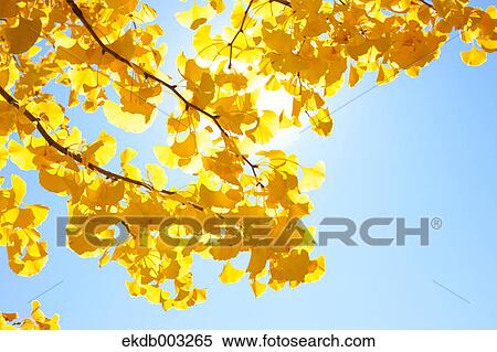 Yellow leaves and sunlight View Large Photo Image Stock Photography - Yellow leaves and sunlight. Fotosearch
