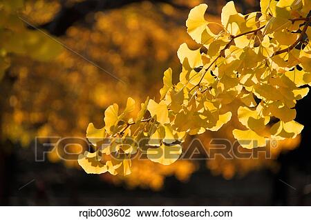Yellow leaves View Large Photo Image Stock Image - Yellow leaves. Fotosearch
