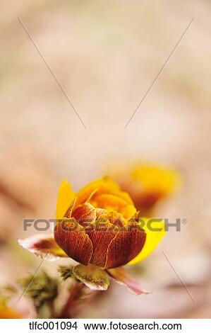 Adonis flower View Large Photo Image Picture - Adonis flower. Fotosearch