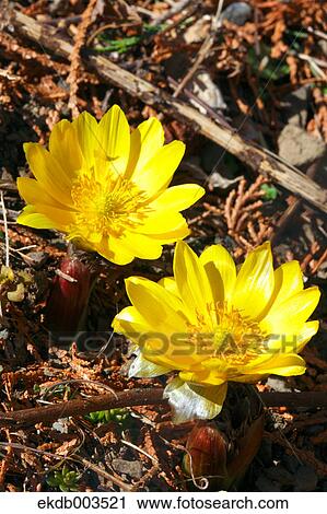 Adonis flowers, Saitama Prefecture View Large Photo Image Stock Image - Adonis flowers, Saitama Prefecture. Fotosearch
