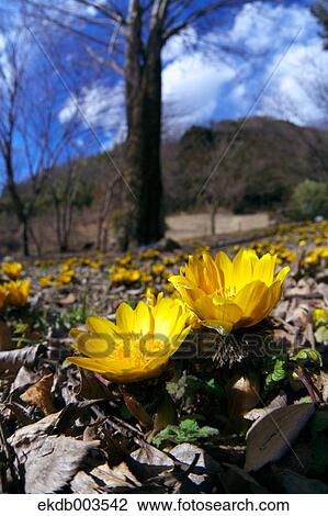Adonis flowers, Saitama Prefecture View Large Photo Image Stock Image - Adonis flowers, Saitama Prefecture. Fotosearch
