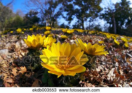 Adonis flowers, Saitama Prefecture View Large Photo Image Stock Image - Adonis flowers, Saitama Prefecture. Fotosearch
