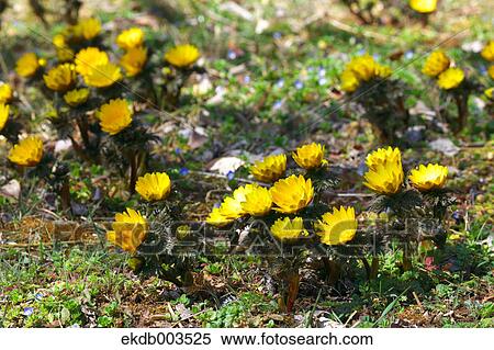Adonis flowers, Saitama Prefecture View Large Photo Image Stock Photography - Adonis flowers, Saitama Prefecture. Fotosearch
