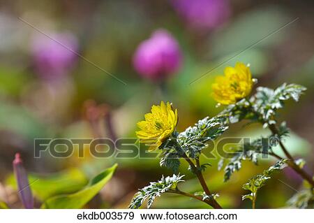 Adonis flowers View Large Photo Image Stock Photo - Adonis flowers. Fotosearch
