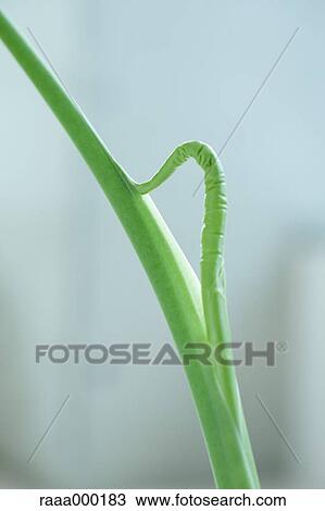 Alocasia View Large Photo Image Stock Image - Alocasia. Fotosearch