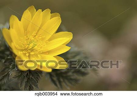 Amur Adonis View Large Photo Image Picture - Amur Adonis. Fotosearch