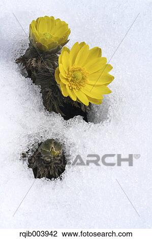 Stock Image - Amur Adonis. Fotosearch