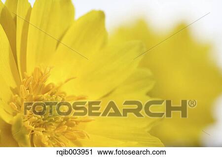 Amur Adonis View Large Photo Image Stock Image - Amur Adonis. Fotosearch