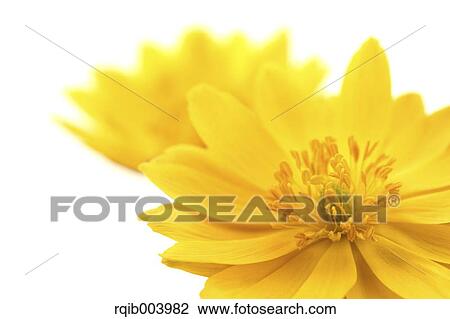 Stock Image - Amur Adonis. Fotosearch