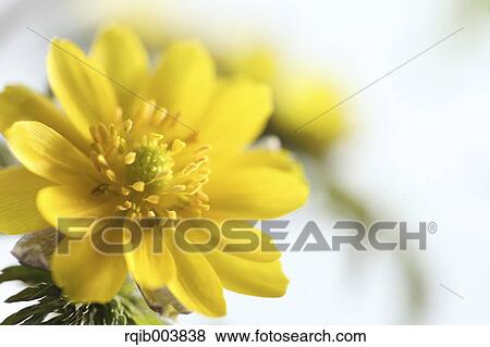 Stock Photo - Amur Adonis. Fotosearch