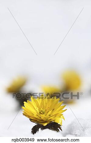Amur Adonis View Large Photo Image Stock Photo - Amur Adonis. Fotosearch