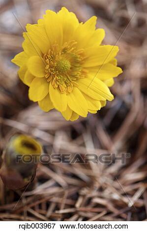 Stock Photo - Amur Adonis. Fotosearch