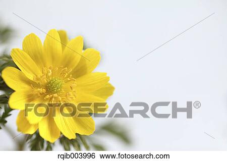 Stock Photograph - Amur Adonis. Fotosearch