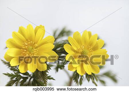 Amur Adonis View Large Photo Image Stock Photography - Amur Adonis. Fotosearch